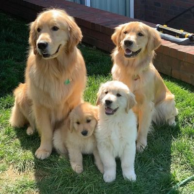 Golden Retriever Characteristics​