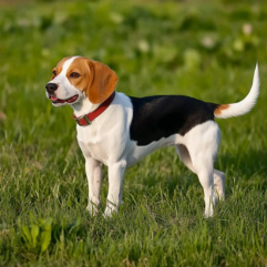 Beagle-dog-puppy-shop