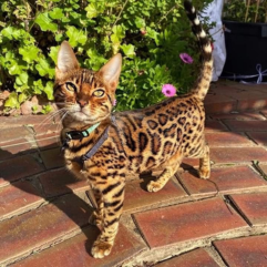 Bengal-cat-puppy-shop