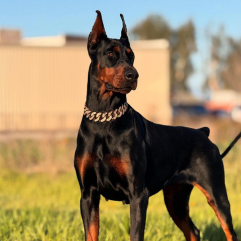 Doberman dog puppy shop