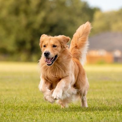 Golden-retriever-puppy-shop