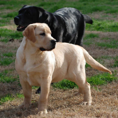 Labrador-Dog-Puppy-shop