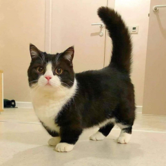 Munchkin-cat-puppy-shop