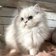 Persian-Cat-Puppy-shop