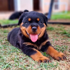 Rottweiler-dog-puppy-shop