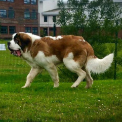 Sen-Bernard-Dog-Puppy-Shop