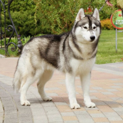 Siberian husky