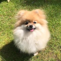 Toy-pom-dog-puppy-shop