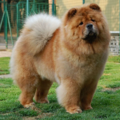 Chow-Chow-Puppy-Shop