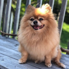 culture-pom-puppy-shop