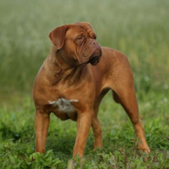 French-Mastiff-puppy-shop