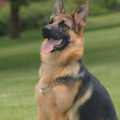 German-shepherd-Puppy-shop