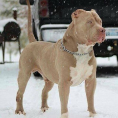 pitbull-puppy-shop